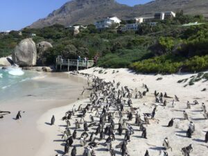 Penguins at Boulders Beach in Cape Town